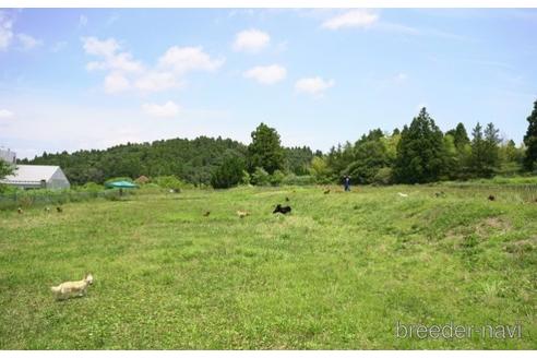 成約済の東京都のトイプードル-230271の5枚目